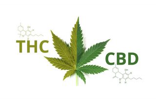 Does CBD contain THC?