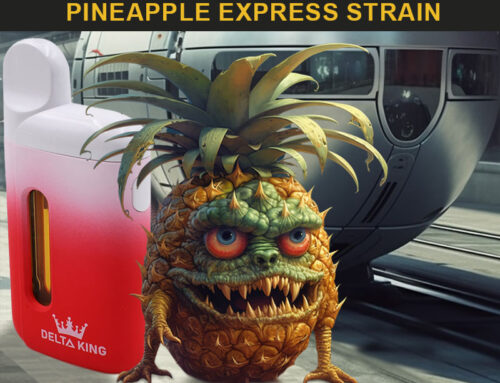 The Allure of Pineapple Express Strain
